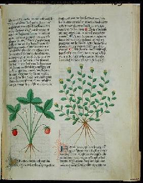Strawberry Plant, from 'Grand Herbier' by Pedanius Dioscorides c.40-90 AD)