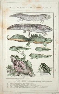 Transition of Fish into Amphibians, from a book by Dr. Rengade, c.1880 (engraving) from French School, (19th century)