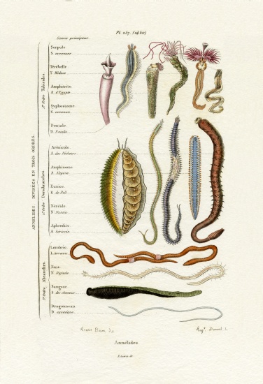 Annelids from French School, (19th century)