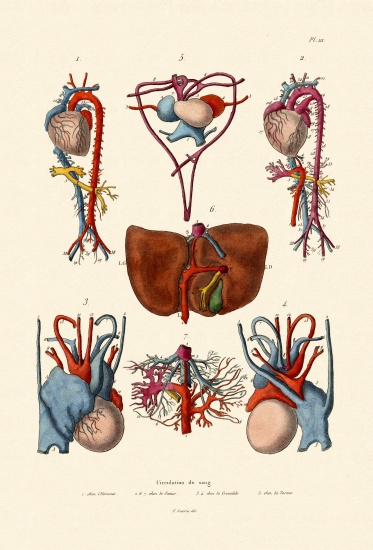 Blood Circulation from French School, (19th century)