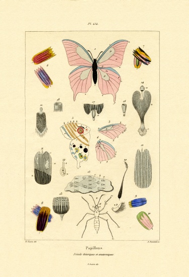Butterflies from French School, (19th century)