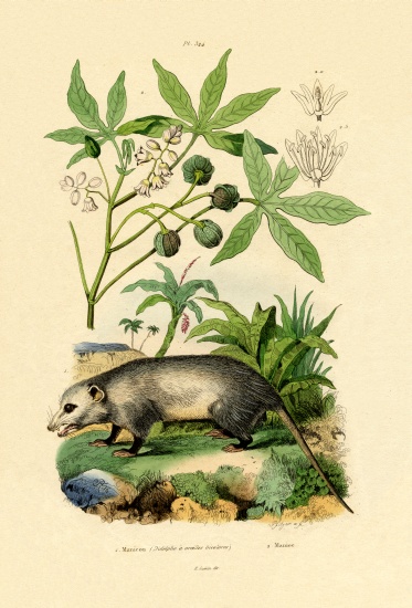 Common Opossum from French School, (19th century)