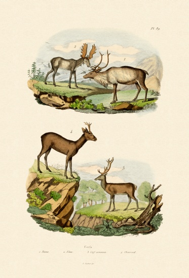 Deer from French School, (19th century)