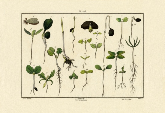 Germination from French School, (19th century)
