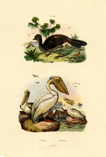Great White Pelican from French School, (19th century)