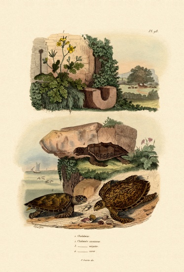 Greater Celandine from French School, (19th century)