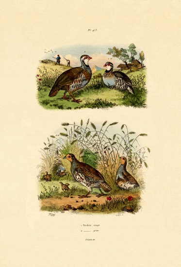 Grey Partridge from French School, (19th century)