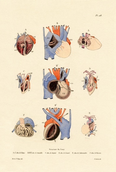 Heart Structure from French School, (19th century)