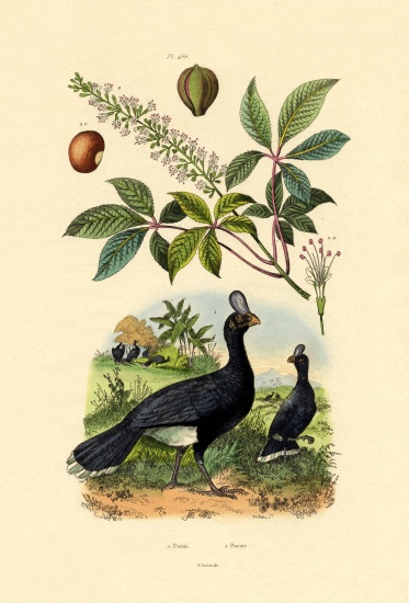 Helmeted Curassow from French School, (19th century)