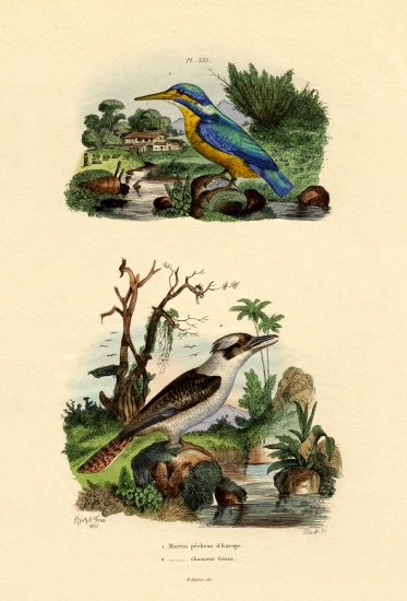 Kingfisher from French School, (19th century)