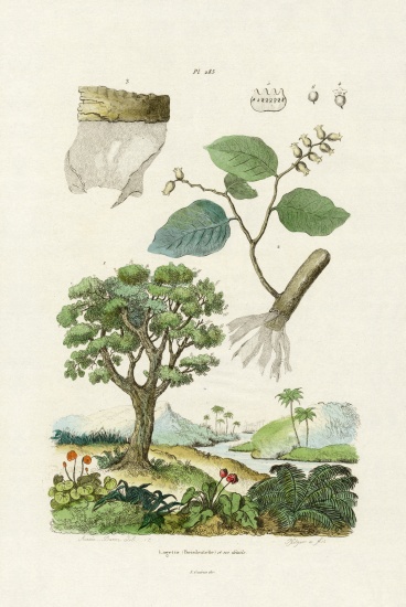 Lacebark Tree from French School, (19th century)