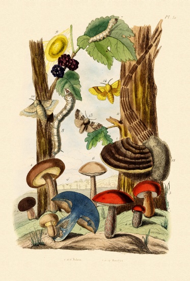 Mushrooms from French School, (19th century)