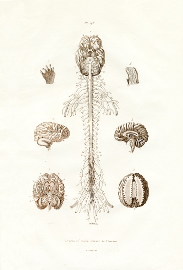 Nervous system from French School, (19th century)