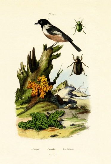 Northern Wheatear from French School, (19th century)