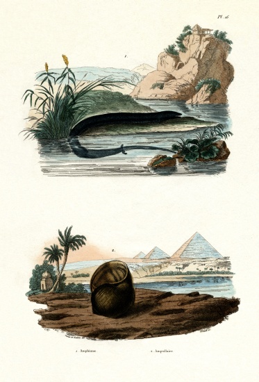 One-toed Amphiuma from French School, (19th century)
