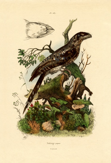 Papuan Frogmouth from French School, (19th century)