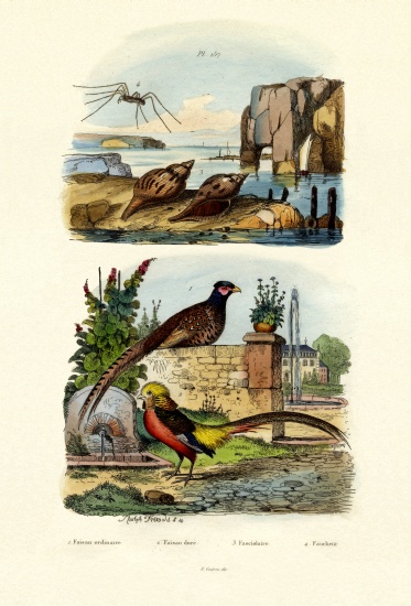 Pheasant from French School, (19th century)