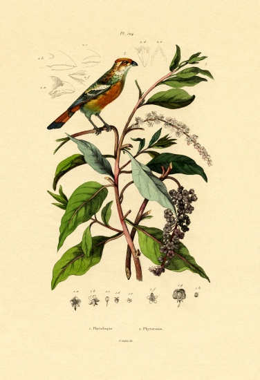 Pokeweed from French School, (19th century)