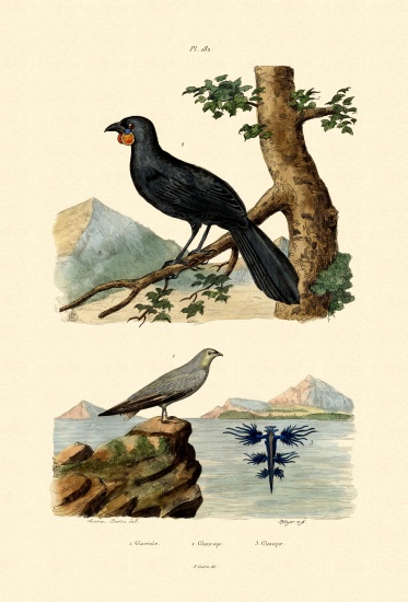 Pratincole from French School, (19th century)