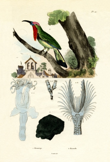 Red-bearded Bee-eater from French School, (19th century)