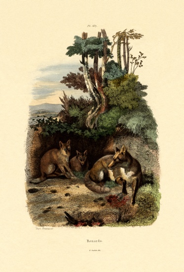 Red Fox from French School, (19th century)