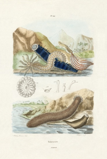 Sea Cucumbers from French School, (19th century)