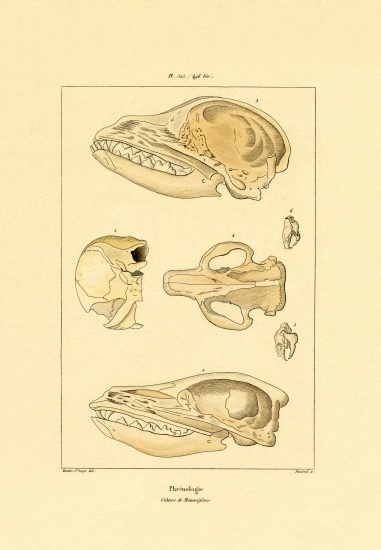 Skulls from French School, (19th century)
