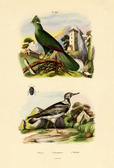 Turaco from French School, (19th century)
