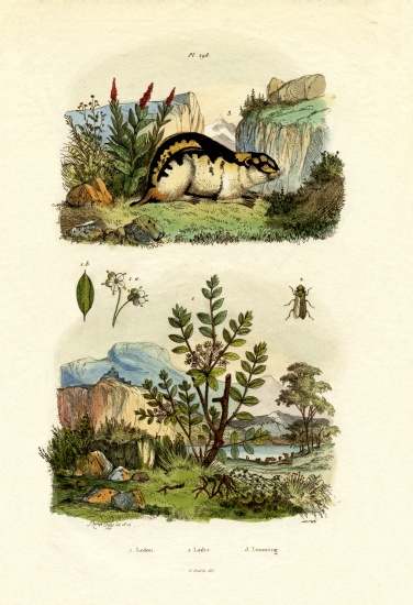 Wild Rosemary from French School, (19th century)