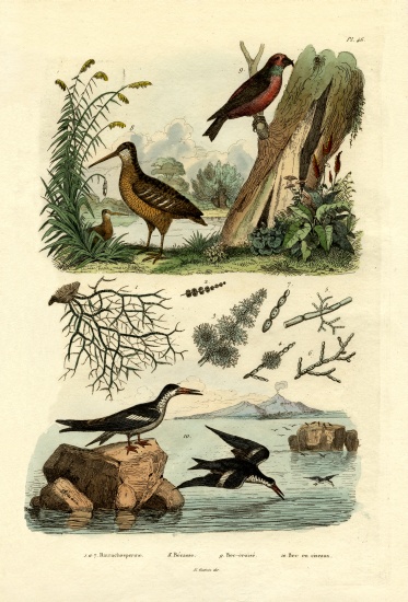 Woodcock from French School, (19th century)