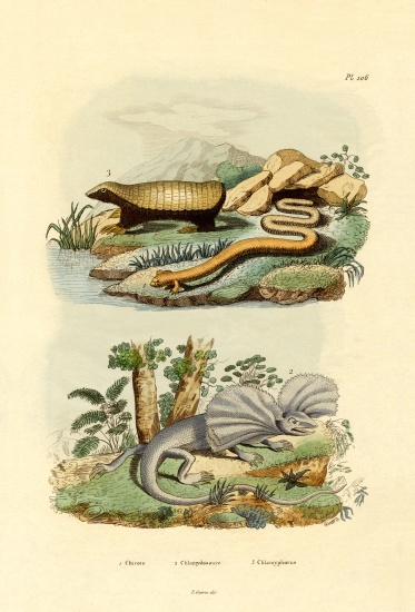 Worm Lizard from French School, (19th century)
