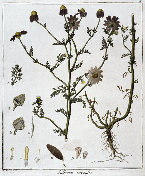 Anthemis arvensis / Etching from Friedrich Guimpel