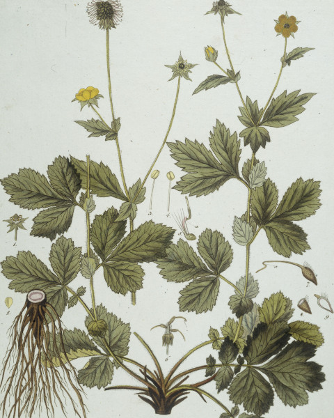 Avens / Etching by Guimpel from Friedrich Guimpel