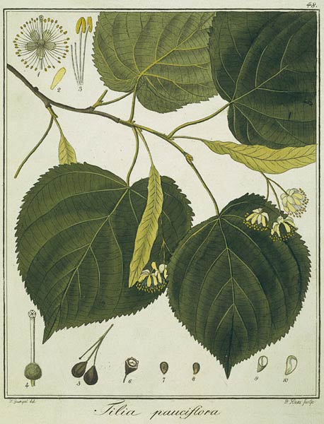 Linde (Tilia pauciflora)/Radierung Haas from Friedrich Guimpel