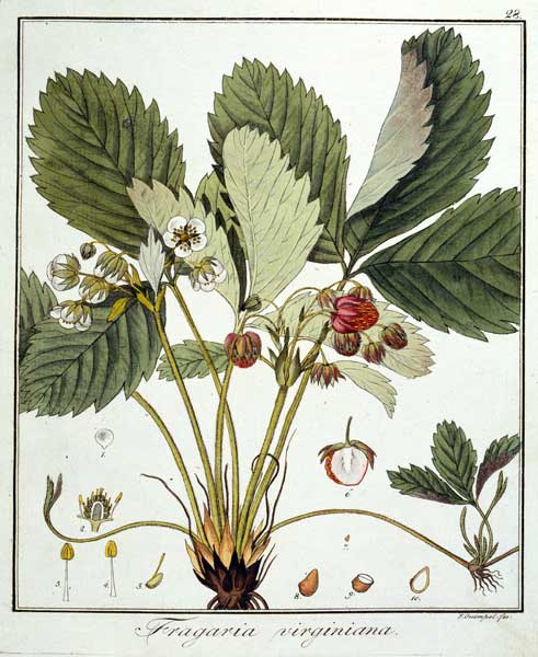 Strawberry / Guimpel / Etching / 1816 from Friedrich Guimpel