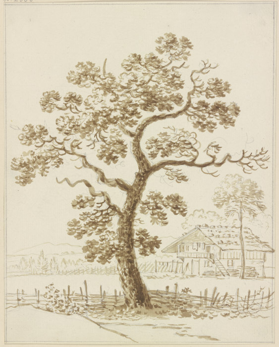 Leaf tree from Friedrich Wilhelm Hirt
