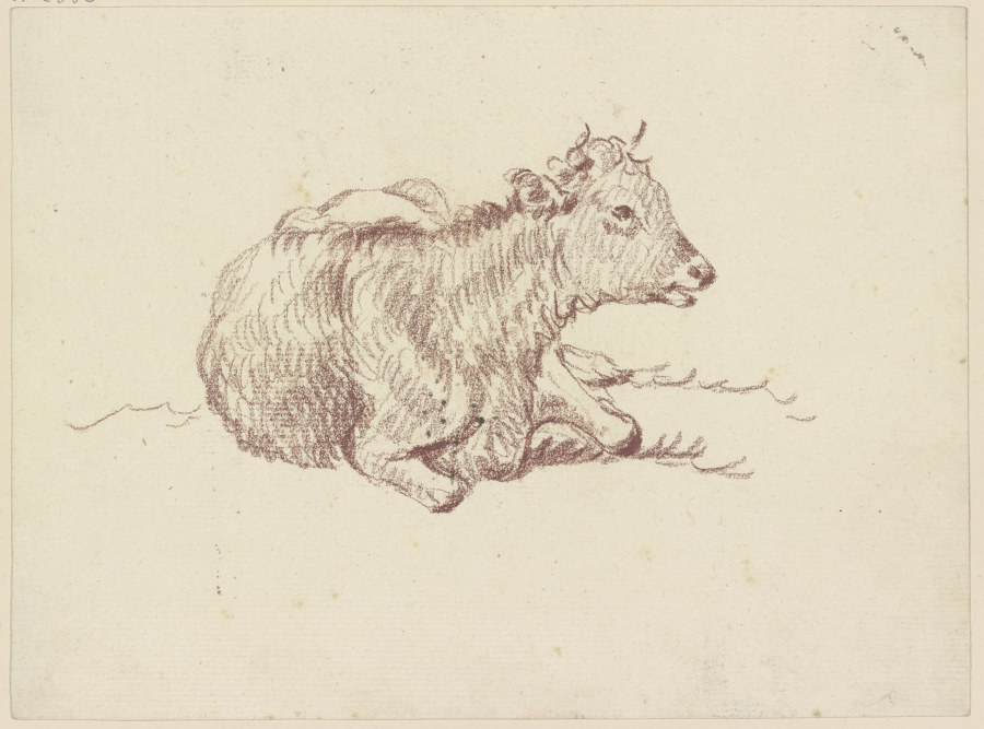 Lying calf from Friedrich Wilhelm Hirt