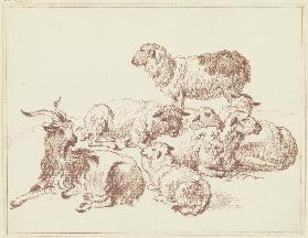 Schafe und ein Ziegenbock