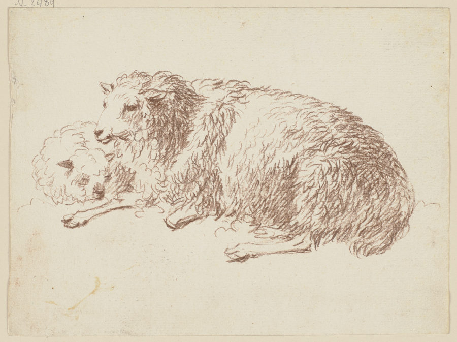 Two lying sheep from Friedrich Wilhelm Hirt