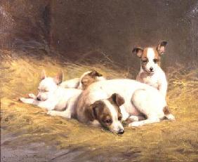 A Terrier with Three Puppies