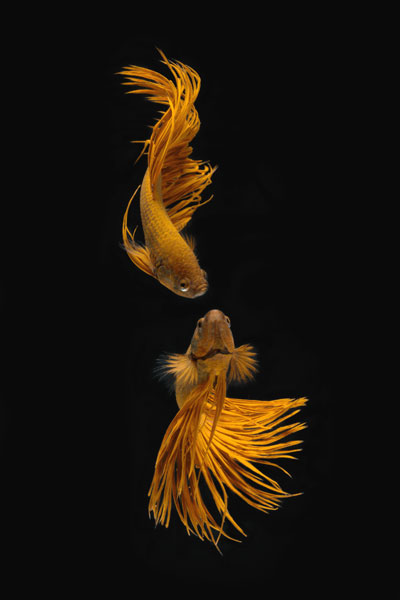 Love Story of the Golden Fish from Ganjar Rahayu