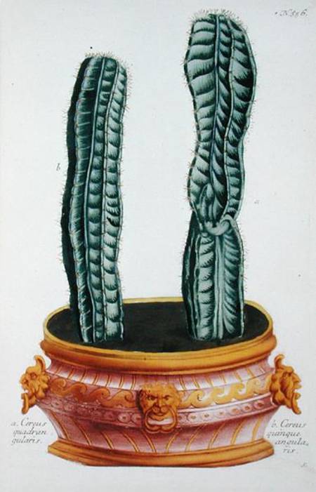 Cereus quadrangularis and Cereus quinque angularis, from 'Phytanthoza Iconographia', by Johann Wilhe from Georg Dionysius Ehret