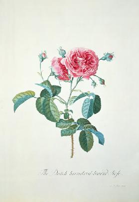 Rose: Dutch hundred-leaved Rose