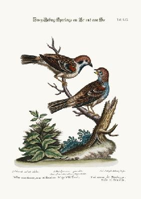 Mountain Sparrows, Cock and Hen