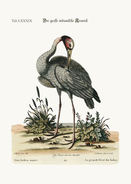 The greater Indian Crane from George Edwards