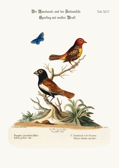 The Amadavad, and the White-breasted Indian Sparrow from George Edwards