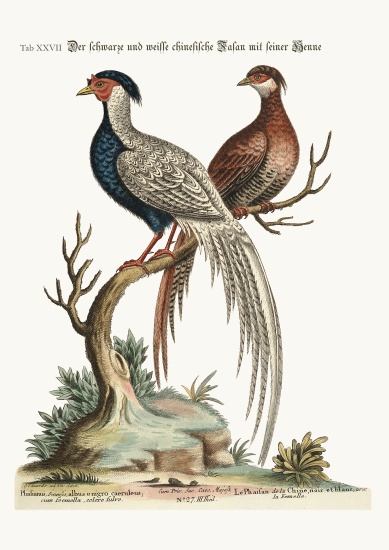 The black and white Chinese Cock Pheasant with its Hen from George Edwards