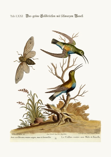 The black-bellied green Hummingbird from George Edwards