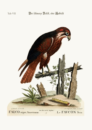 The black Hawk or Falcon from George Edwards