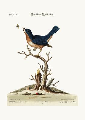 The blue Red-Breast